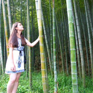 Yixing-Bamboo-forest